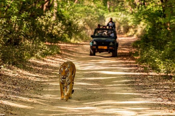 Wildlife Ranthambore with Taj & Jaipur 8 Days 7 Night