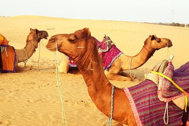 Pushkar Fair and Exclusive Rajasthan 14 Days 13 Nights?