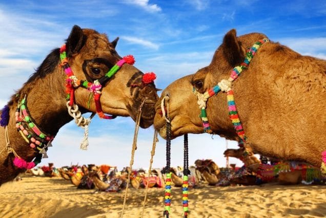 Pushkar Fair with Rajasthan 8 Days 7 Nights