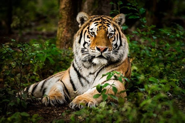 Golden Triangle with Ranthambore 10 Days 9 Nights