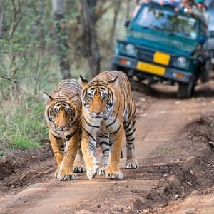 Ranthambore with Taj Mahal & Pink City 7 Days 6 Nights