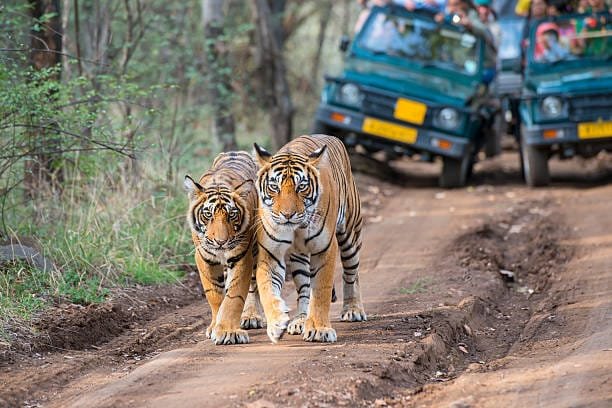 Ranthambore with Taj Mahal & Pink City 7 Days 6 Nights